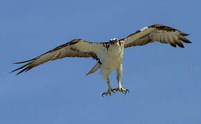 Western Osprey