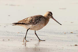 Bar-tailed Godwit