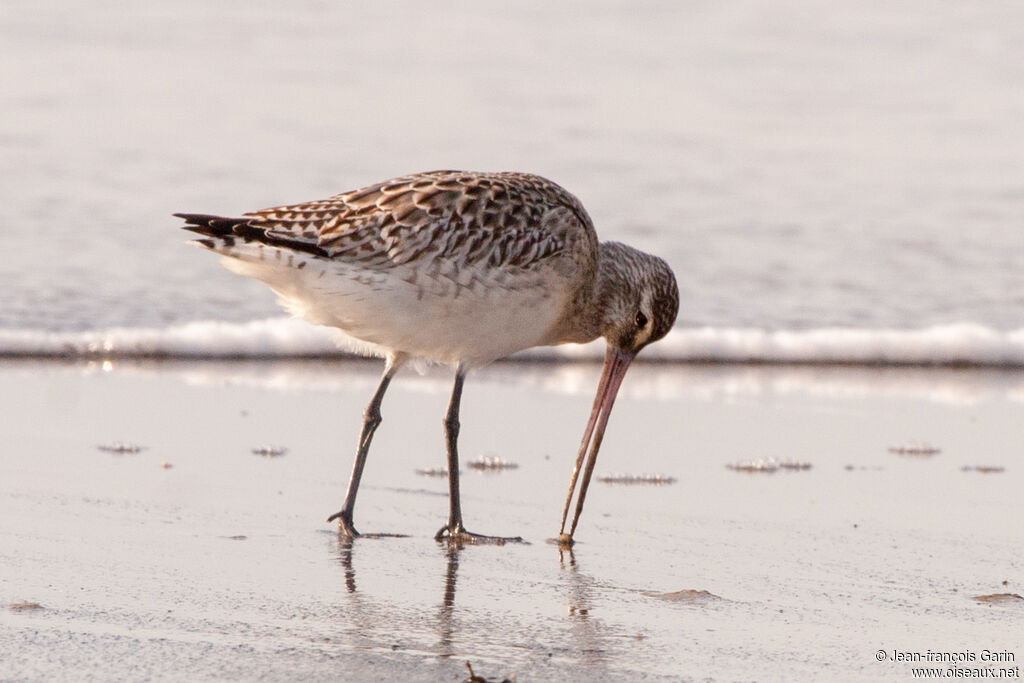 Bar-tailed Godwitadult post breeding, eats