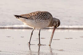 Bar-tailed Godwit