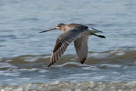 Bar-tailed Godwit