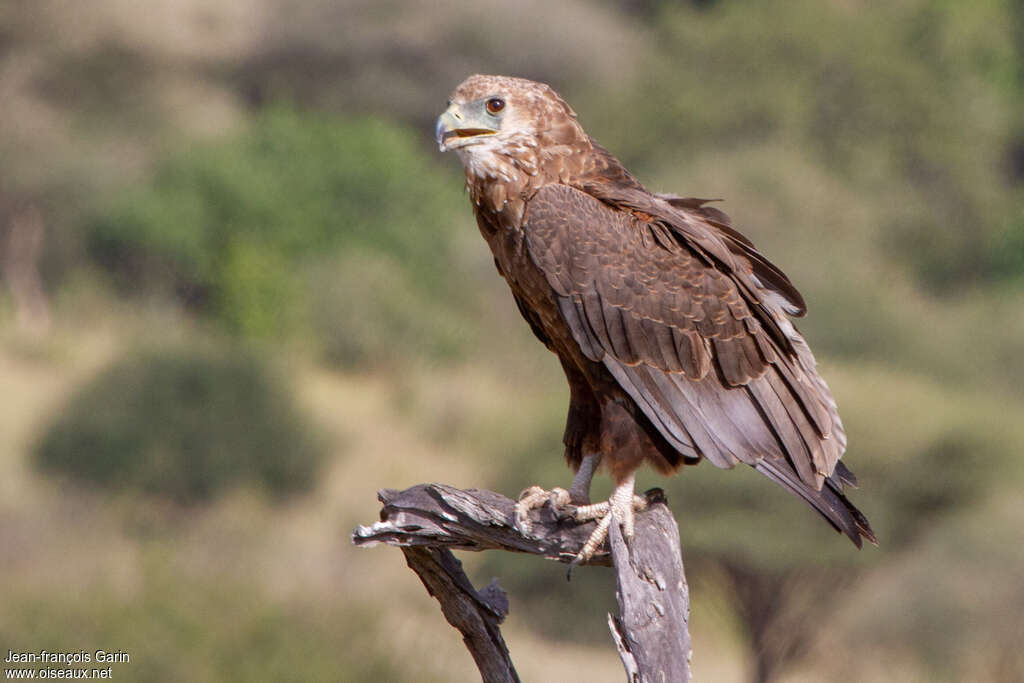 Bateleur des savanesjuvénile, identification