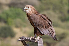 Bateleur des savanes