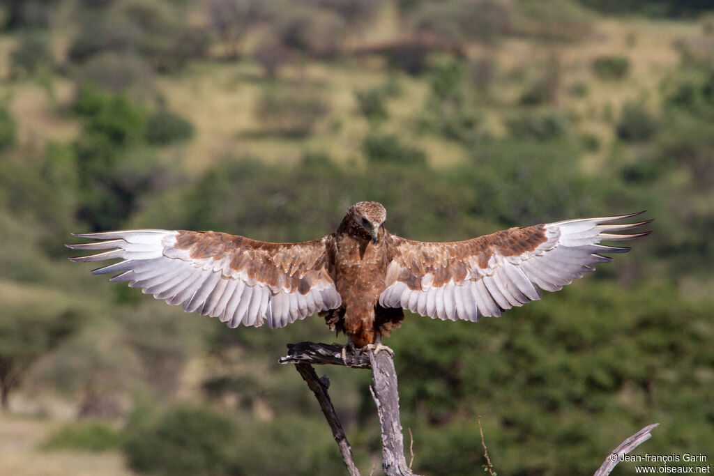 Bateleur des savanesjuvénile