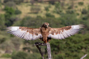 Bateleur des savanes