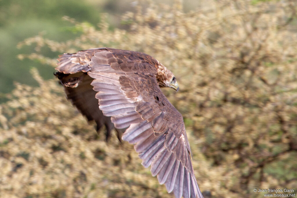 Bateleur des savanesjuvénile