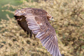 Bateleur des savanes