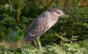 Black-crowned Night Heron