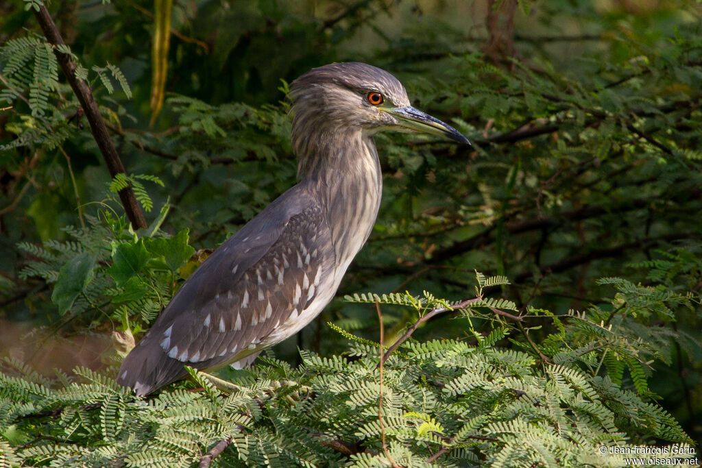 Black-crowned Night Heronjuvenile