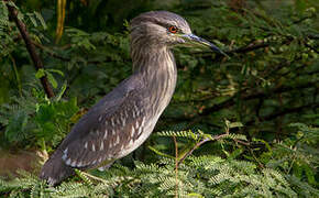 Black-crowned Night Heron