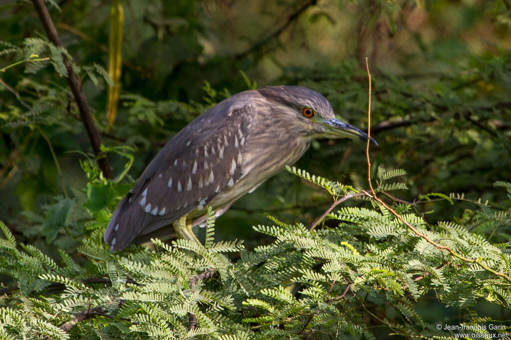 Black-crowned Night Heronjuvenile