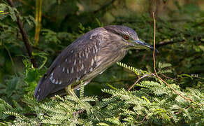 Black-crowned Night Heron