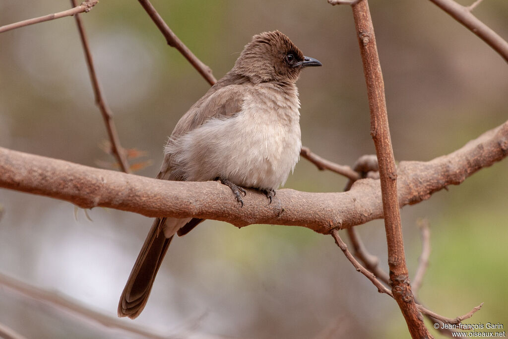 Bulbul des jardins