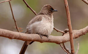 Common Bulbul