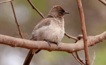 Bulbul des jardins