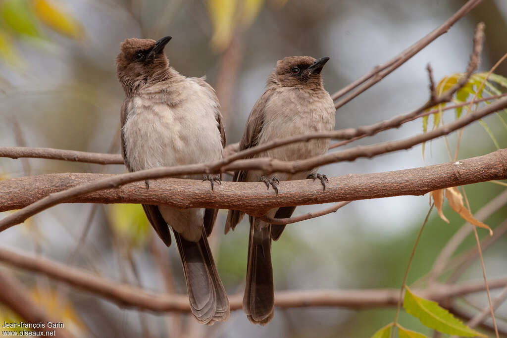 Bulbul des jardinsadulte, Comportement