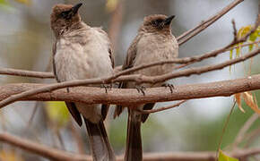 Bulbul des jardins