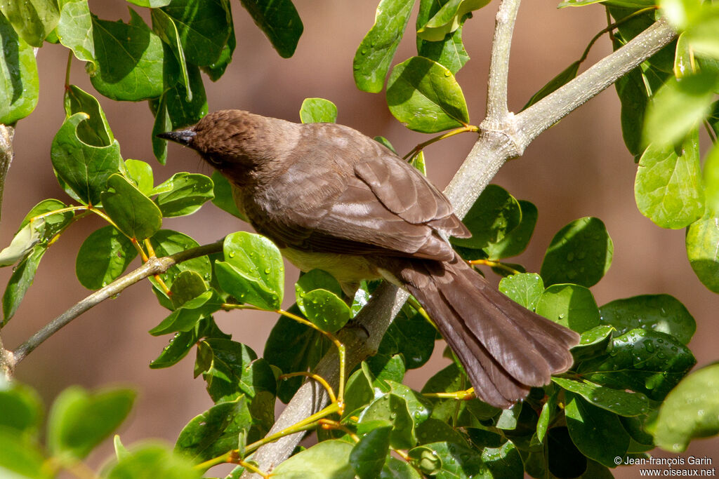 Bulbul des jardins