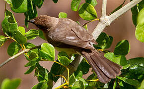 Bulbul des jardins