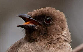 Common Bulbul