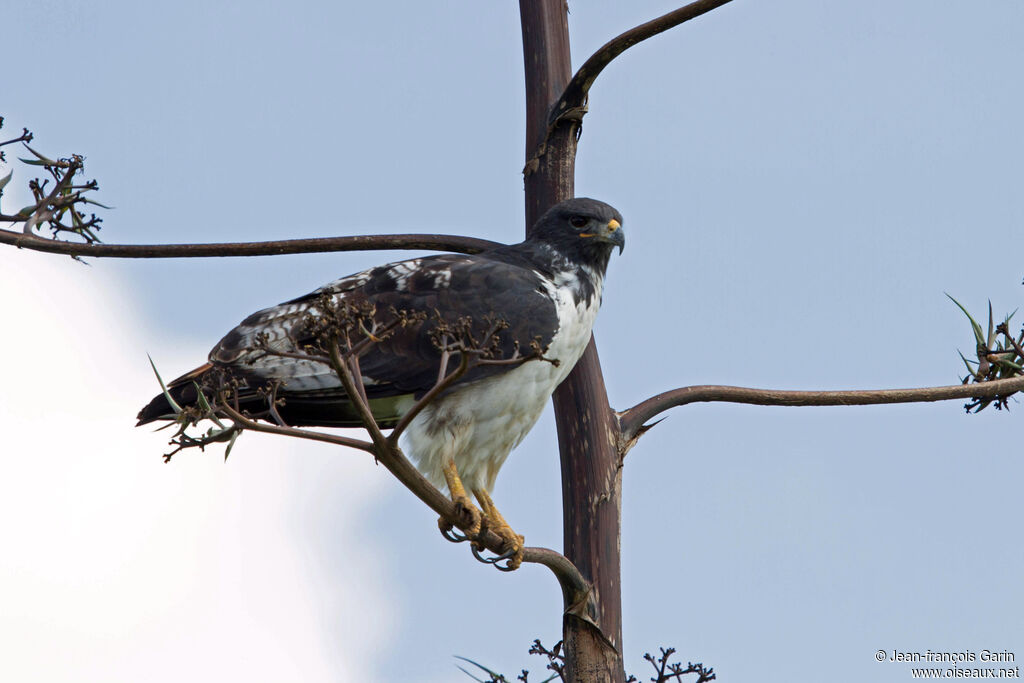 Augur Buzzard