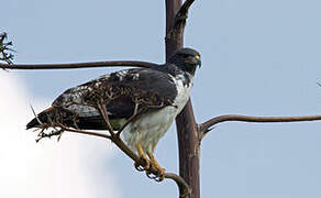 Augur Buzzard