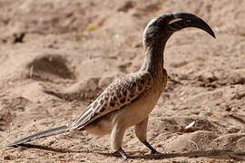 African Grey Hornbill