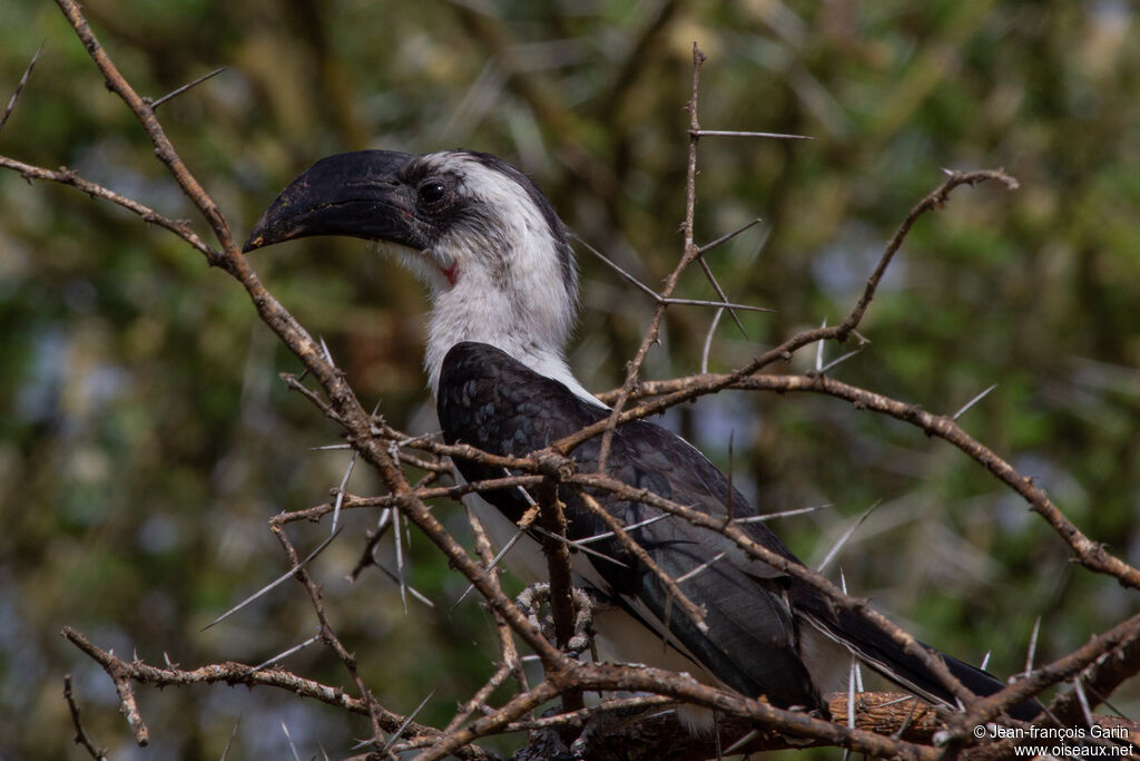 Von der Decken's Hornbill female adult