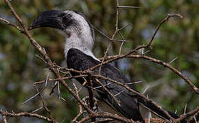 Von der Decken's Hornbill