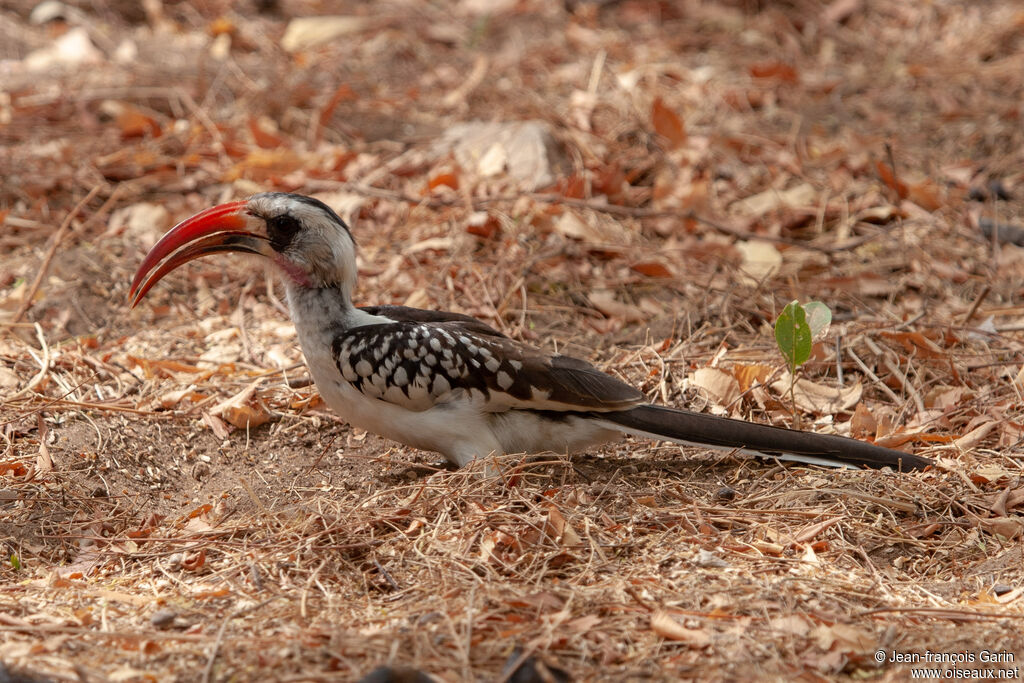 Western Red-billed Hornbill