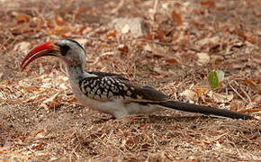 Western Red-billed Hornbill