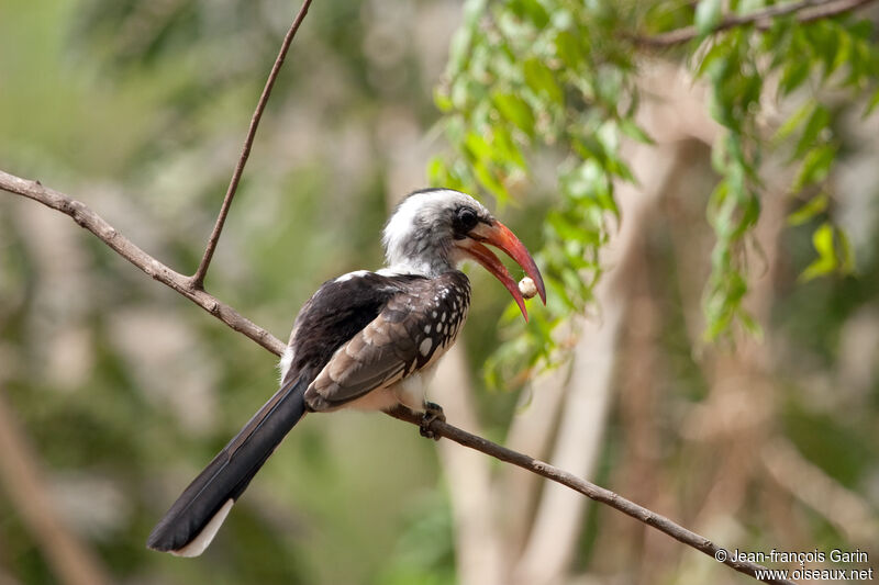 Western Red-billed Hornbill, feeding habits, eats