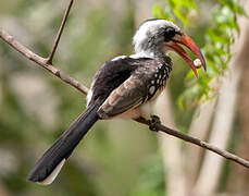 Western Red-billed Hornbill