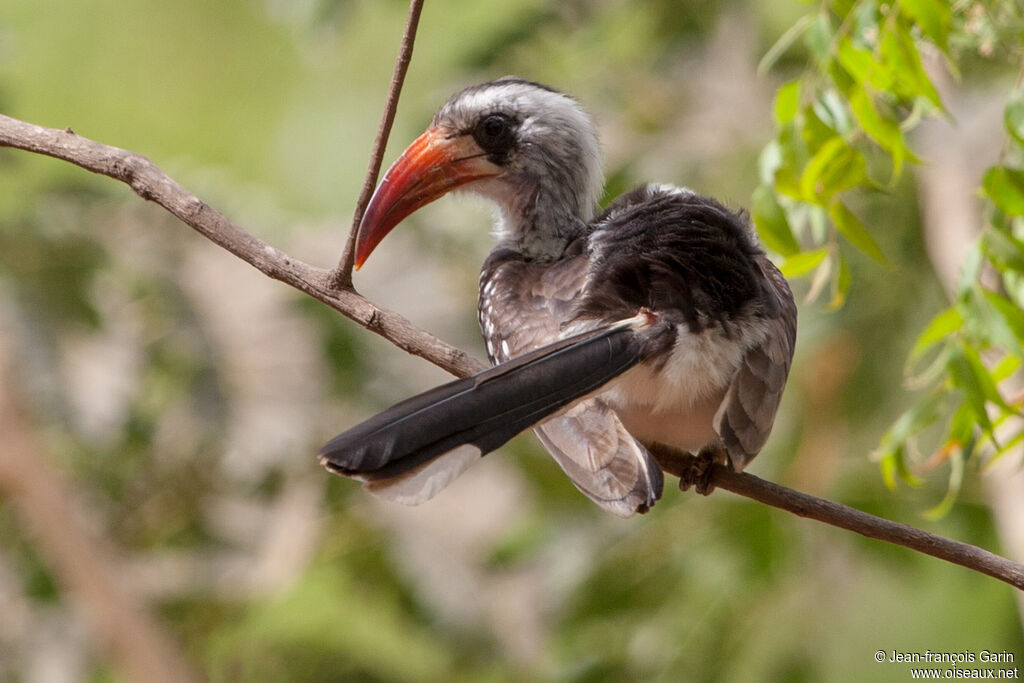 Western Red-billed Hornbill