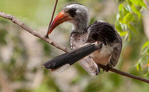 Western Red-billed Hornbill