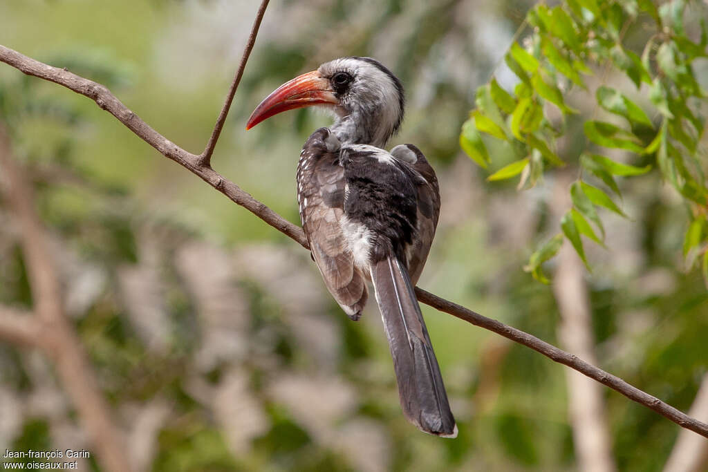 Western Red-billed Hornbilladult, pigmentation