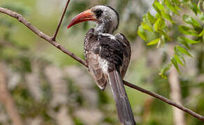 Western Red-billed Hornbill