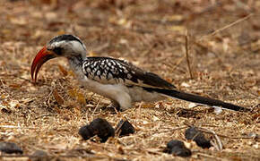 Western Red-billed Hornbill