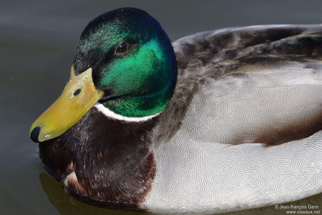 Canard colvert mâle adulte