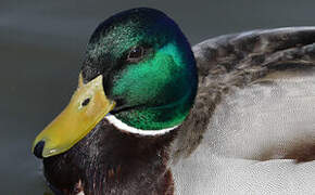 Mallard