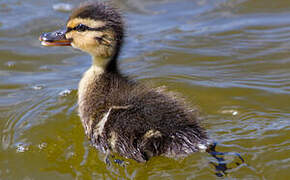 Canard colvert