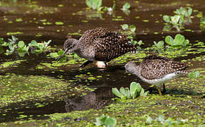 Wood Sandpiper