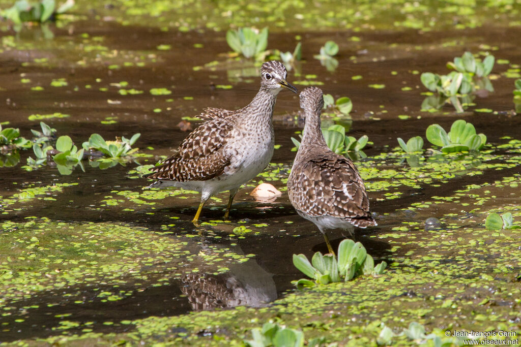 Wood Sandpiper