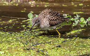 Wood Sandpiper