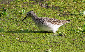 Wood Sandpiper