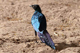 Long-tailed Glossy Starling