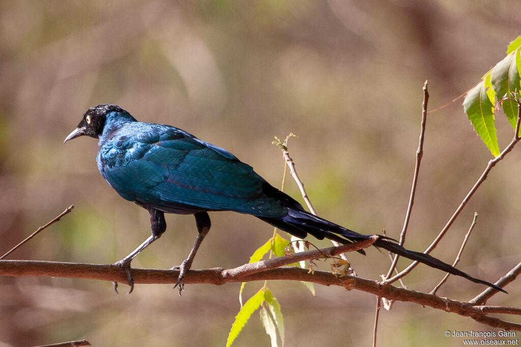 Long-tailed Glossy Starling