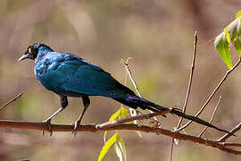 Long-tailed Glossy Starling