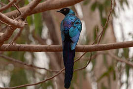 Long-tailed Glossy Starling