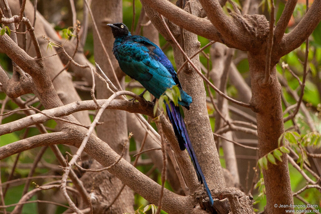 Long-tailed Glossy Starling